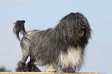 PETIT CHIEN LION 151